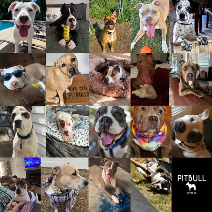 Meet Our Dogs of the Month — August 2026