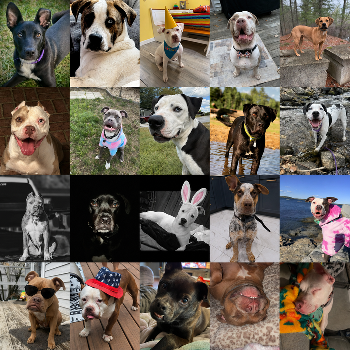 Pulled From The Pits Dogs of the Month — June