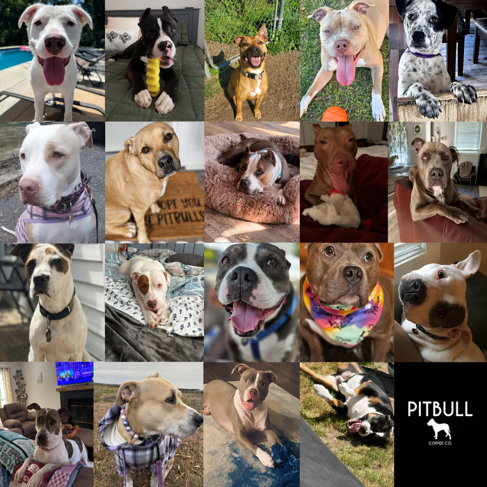 Meet Our Dogs of the Month — August 2026