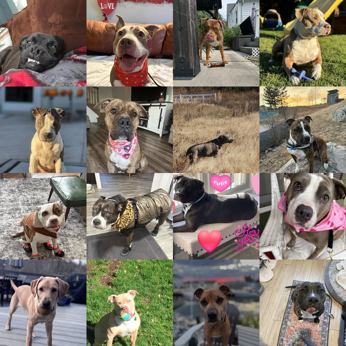Meet Our Dogs of the Month — March