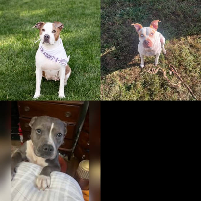 Meet Our Dogs of the Month — November 2026