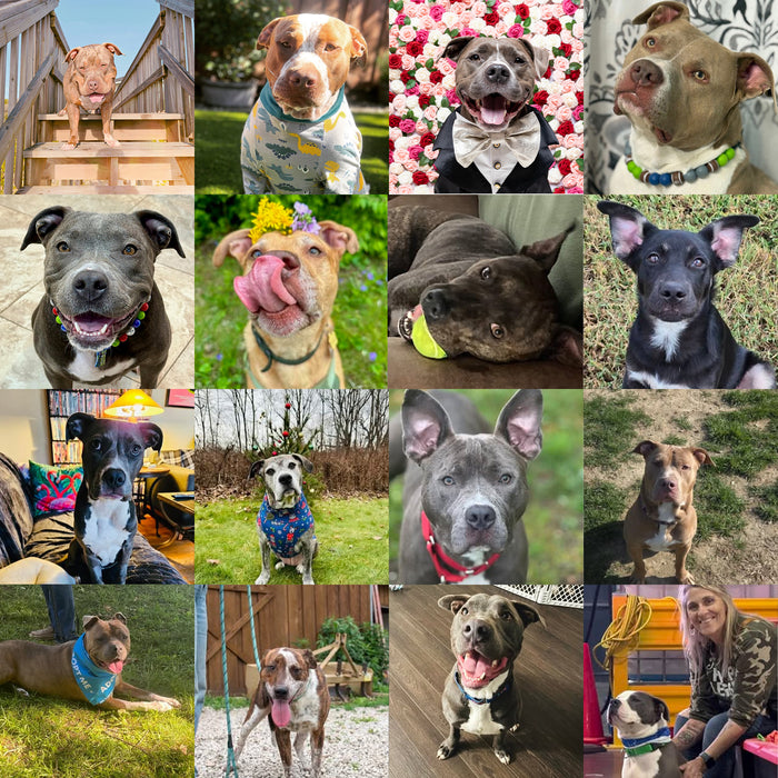 Meet Our Dogs of the Month — November