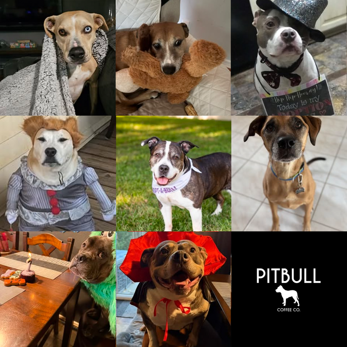 Meet Our Dogs of the Month — October 2026