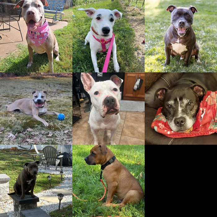 Meet Our Dogs of the Month — September 2026