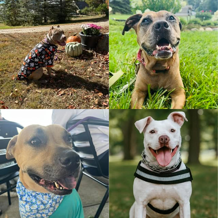 Meet Our Dogs of the Month — October