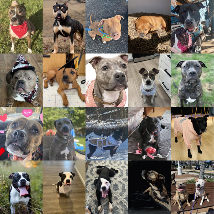 Meet Our Dogs of the Month — April