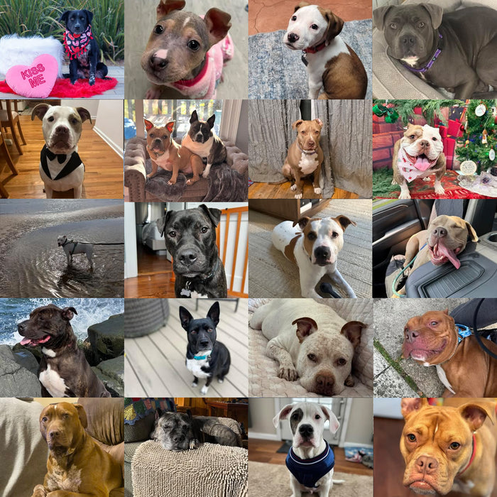 Meet Our Dogs of the Month — February