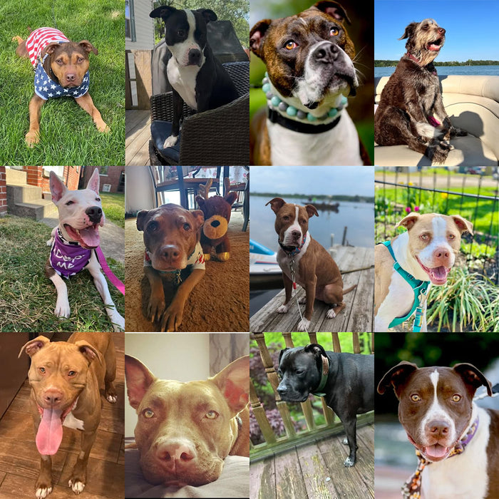 Meet Our Dogs of the Month — June