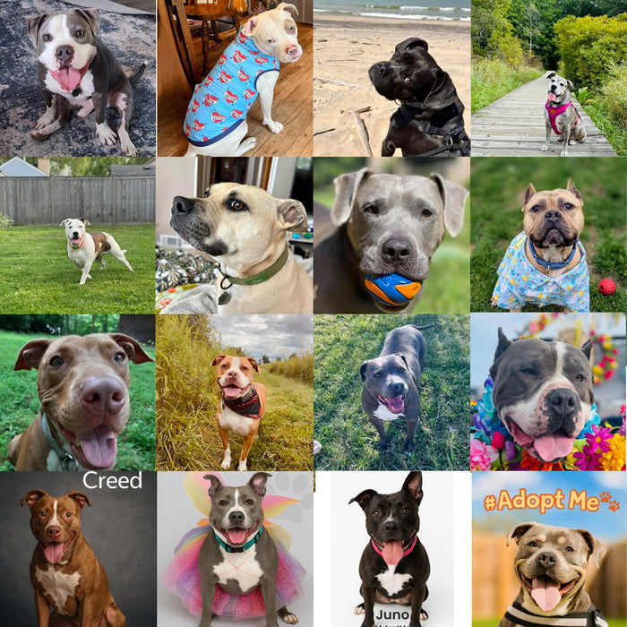 Meet Our Dogs of the Month — September